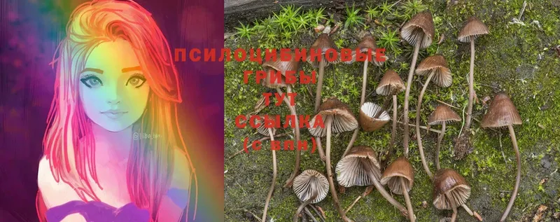 Псилоцибиновые грибы Cubensis  Унеча 